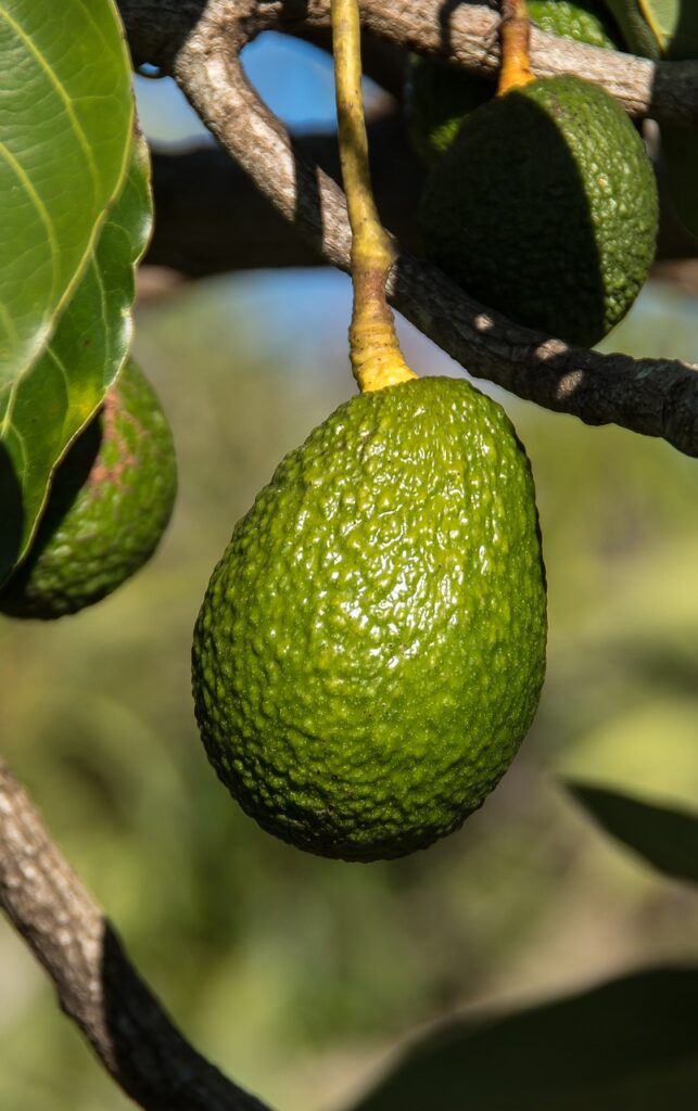 avocado 5153260 1280
