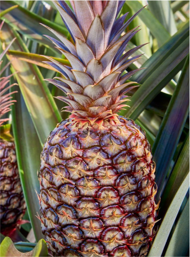 fruta03